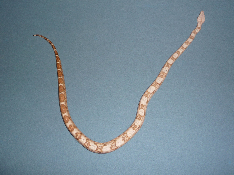 08 Male Hogg Island Boa