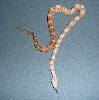 08 Male Hogg Island Boa