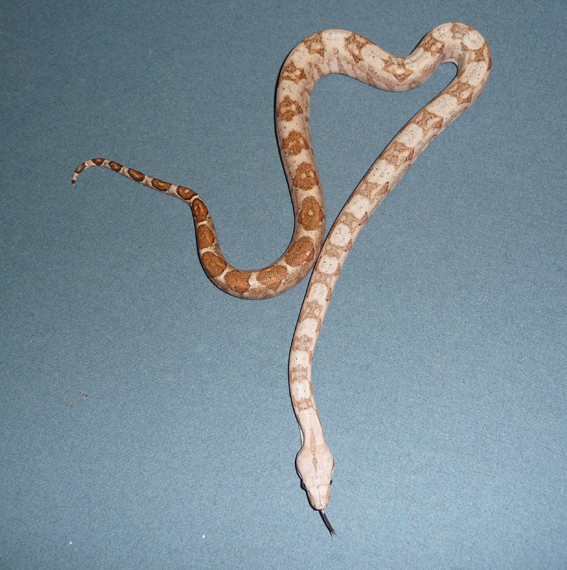 08 Male Hogg Island Boa