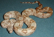 08 Male Hogg Island Boa