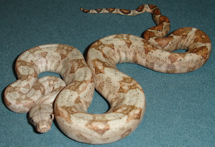 08 Male Hogg Island Boa