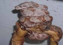 08 Male Hogg Island Boa