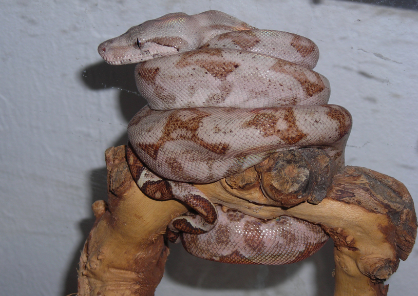 08 Male Hogg Island Boa