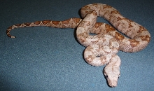 08 Male Hogg Island Boa