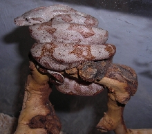 08 Male Hogg Island Boa