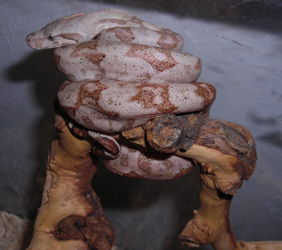 08 Male Hogg Island Boa