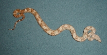 08 Male Hogg Island Boa