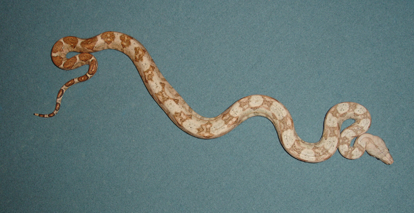 08 Male Hogg Island Boa