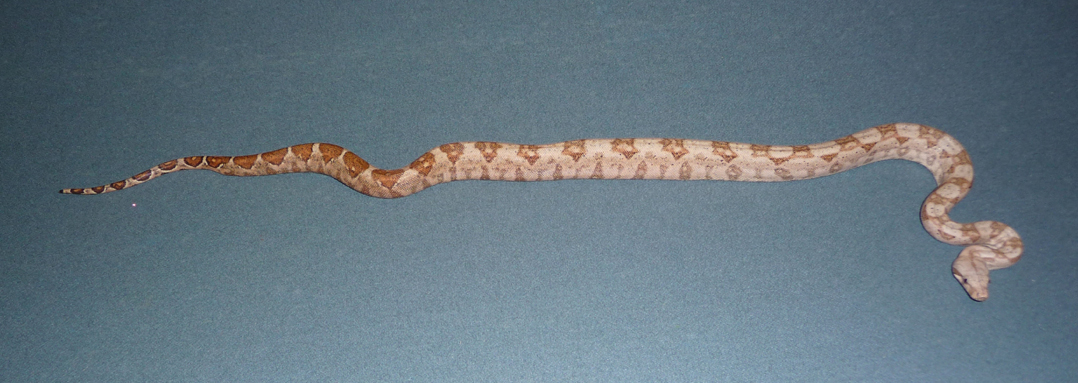 08 Hogg Island Boa