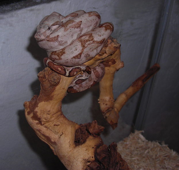 08 Male Hogg Island Boa