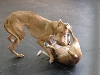 Kizmit and Kali