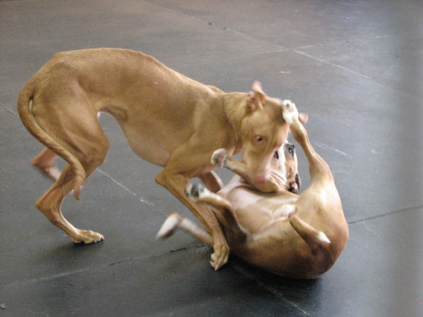 Kizmit and Kali