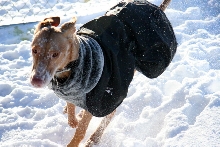 snow 2