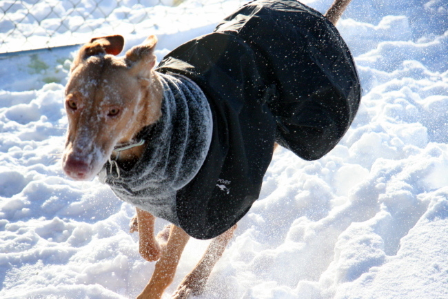 snow 2
