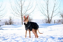 snow 3