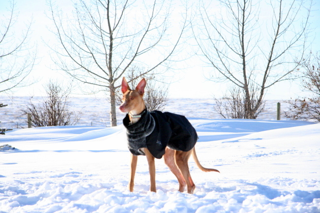snow 3