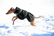 snow 4