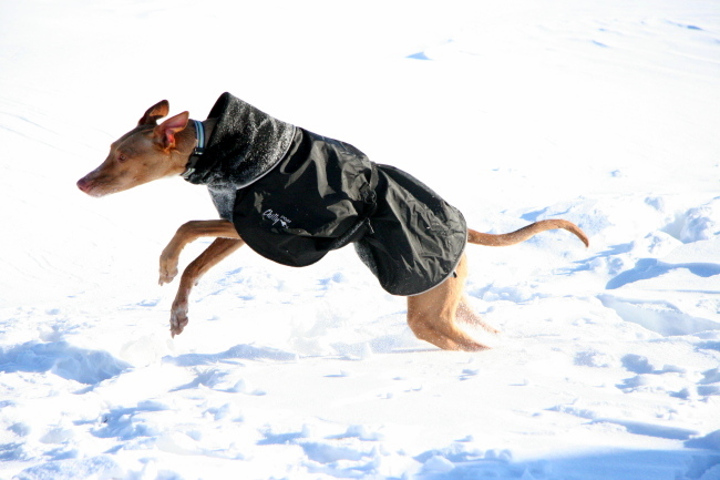 snow 4