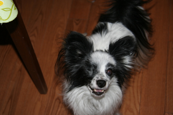 tama the one eyed wonder
