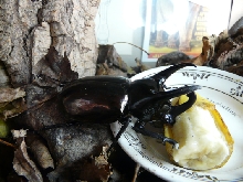 chalcosoma atlas "male"