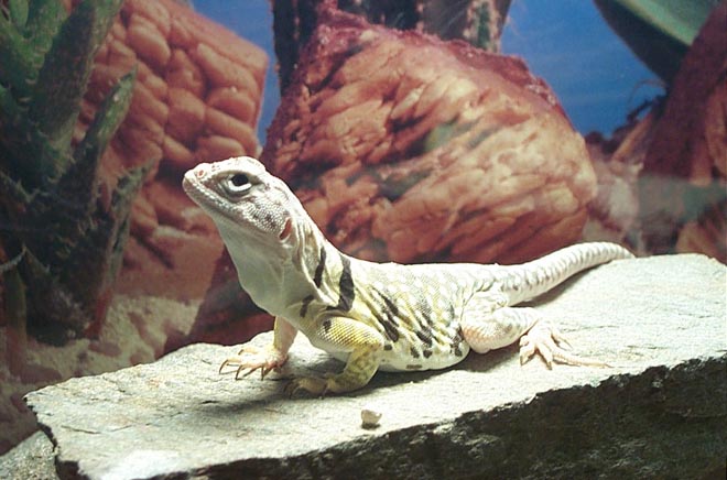 female