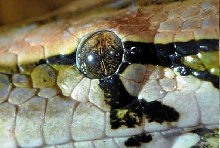 burmese eye close up