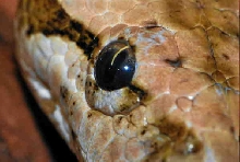 hypo burmese eye scales