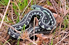"blue" T.s.concinus