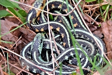 blue with normal intermediate