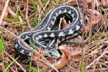 "blue" T.s.concinus #2