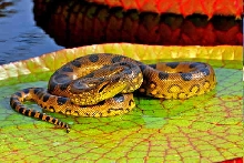 sunbather