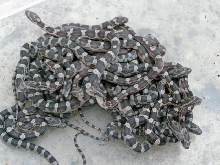 Baby Pile