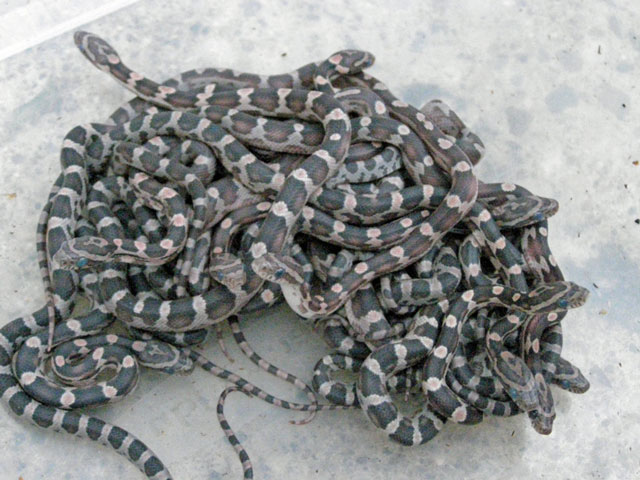 Baby Pile
