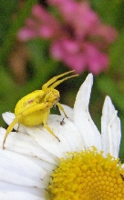 Goldenrod Spider