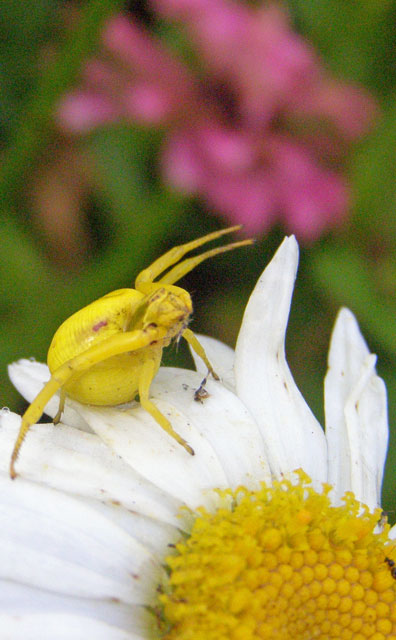Goldenrod Spider
