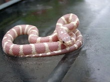Lavender Albino California Kingsnake