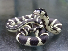 California Kingsnake