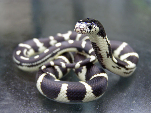 California Kingsnake