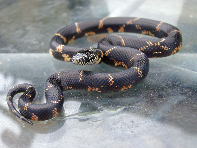 Eastern Kingsnake