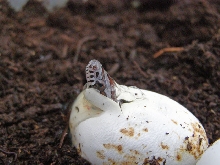 Hatching