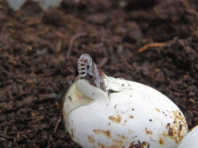 Hatching