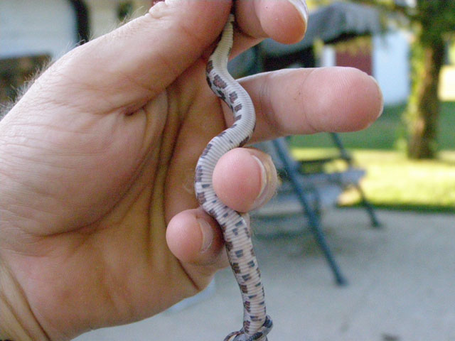Odd Belly On A Normal