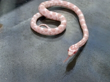 Snopal