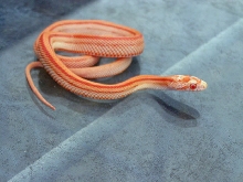 Striped Amel