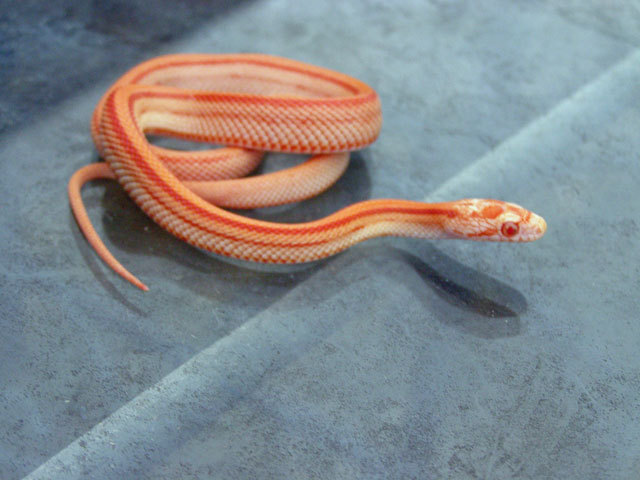 Striped Amel