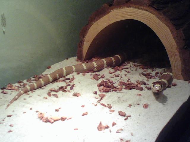 CHOCOLATE KING