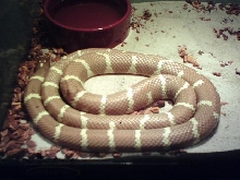 MY CHOCOLATE PHASE DESERT KING