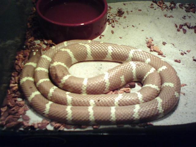 MY CHOCOLATE PHASE DESERT KING