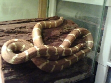CHOC. PHASE DESERT KING