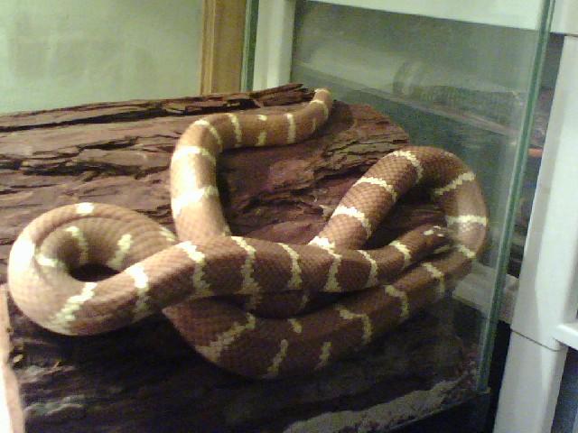 CHOC. PHASE DESERT KING